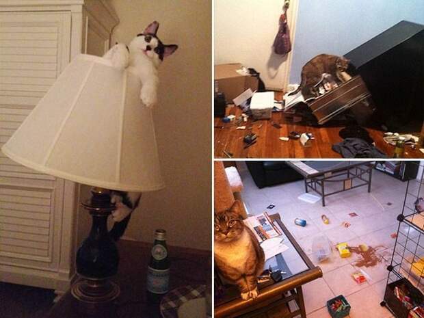 Пушистые засранцы