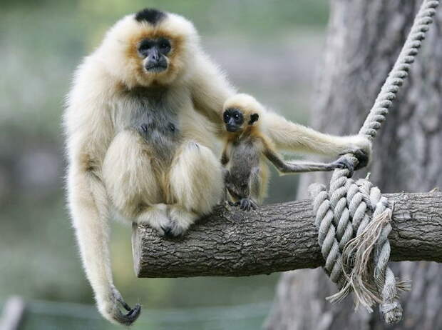 Фотографии обезьян