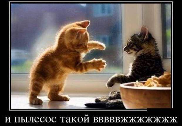 Подборка позитивных и веселых демотиваторов (10 фото)