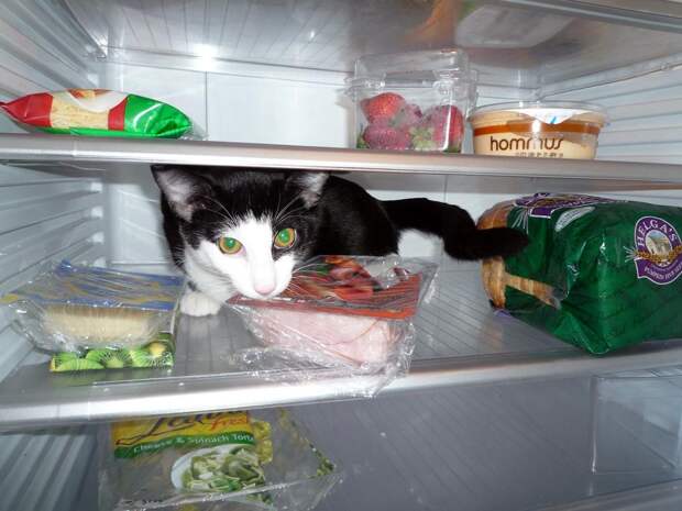 catfridge08 Коты в холодильниках
