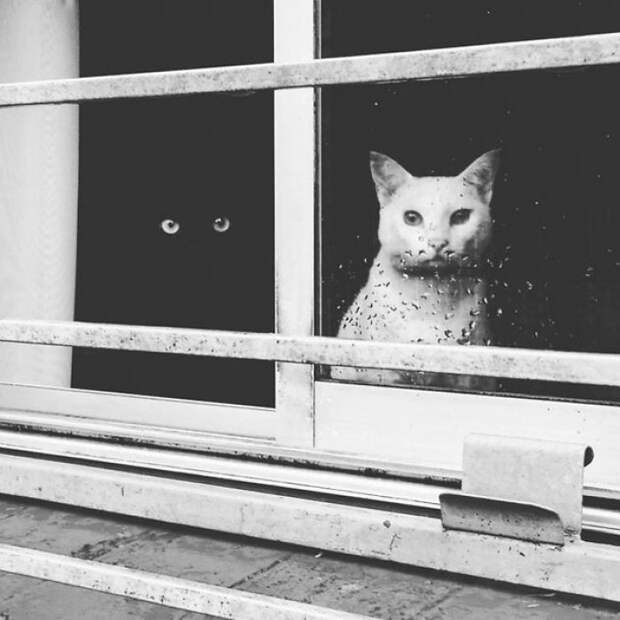 Staring