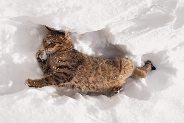 cat-snow-3