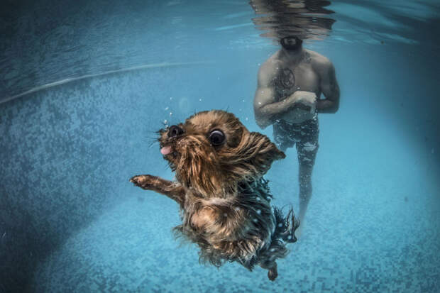 Собака во время сеанса водной терапии в Стамбуле, Турция