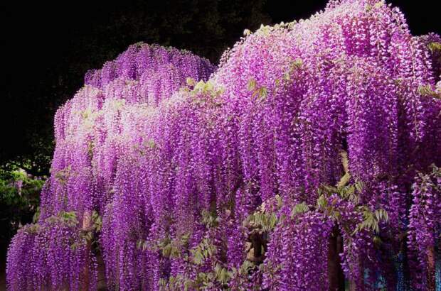 Японский фестиваль цветущей глицинии Great Westeria (35 фото)