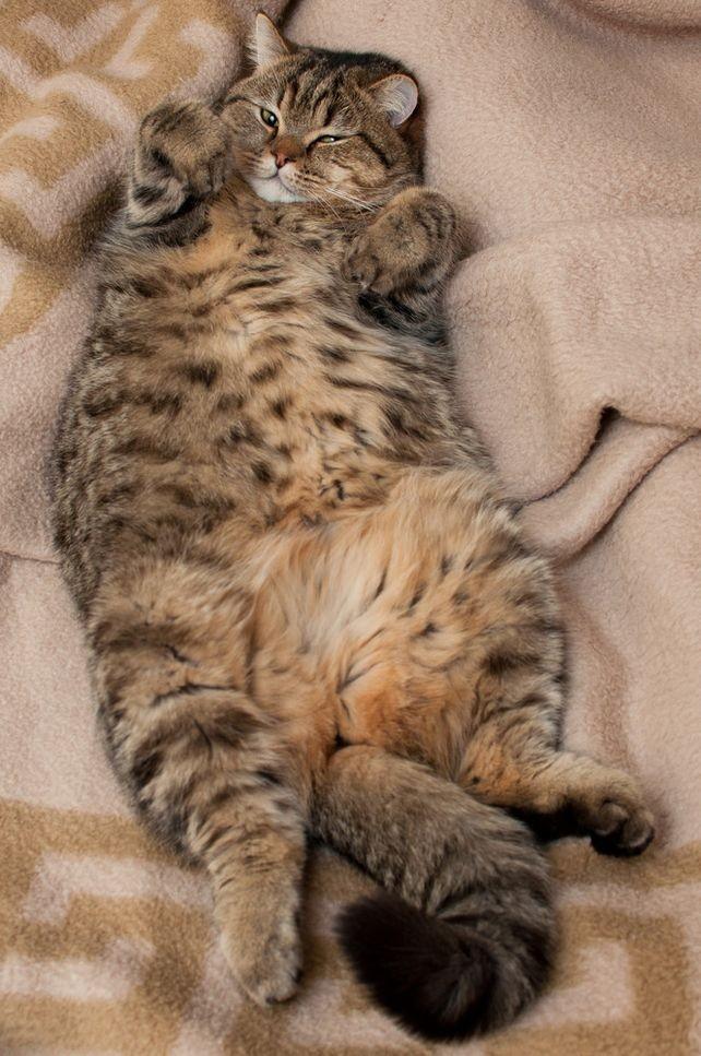 cats01 Фотограф и его коты