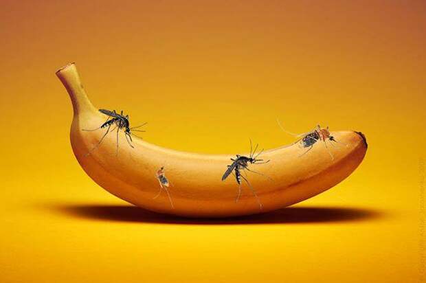 Интересные факты о еде, комары и бананы