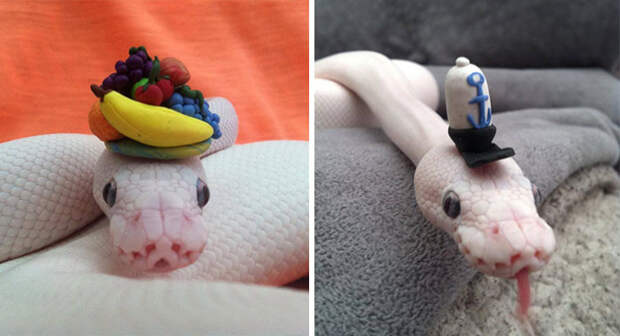Эти змеи в шляпах просто восхитительны! головной убор, животные, змея, шляпы