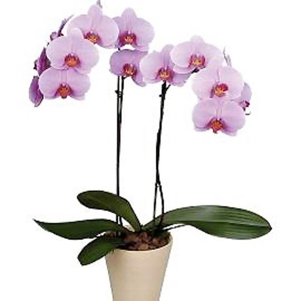Фаленопсис — Phalaenopsis 