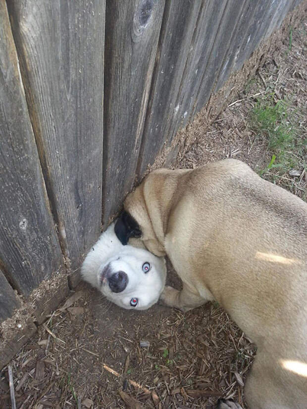 Neighbors Got A New Dog. He Seems To Really Love My Pug