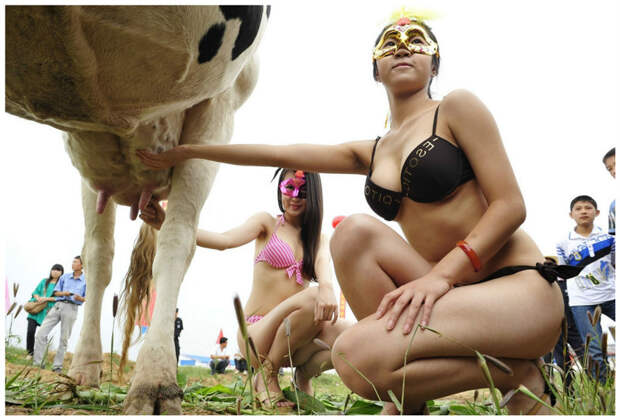 Во Вьетнаме проходит конкурс Красоты под названием "Мисс молочная корова" интересное, конкурсы красоты, странное, удивительное