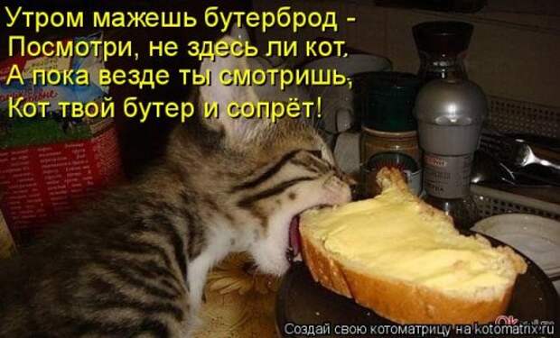 Лучшая котоматрица недели