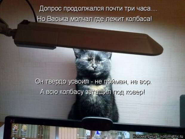 Лучшие котоматрицы недели (50 фото)