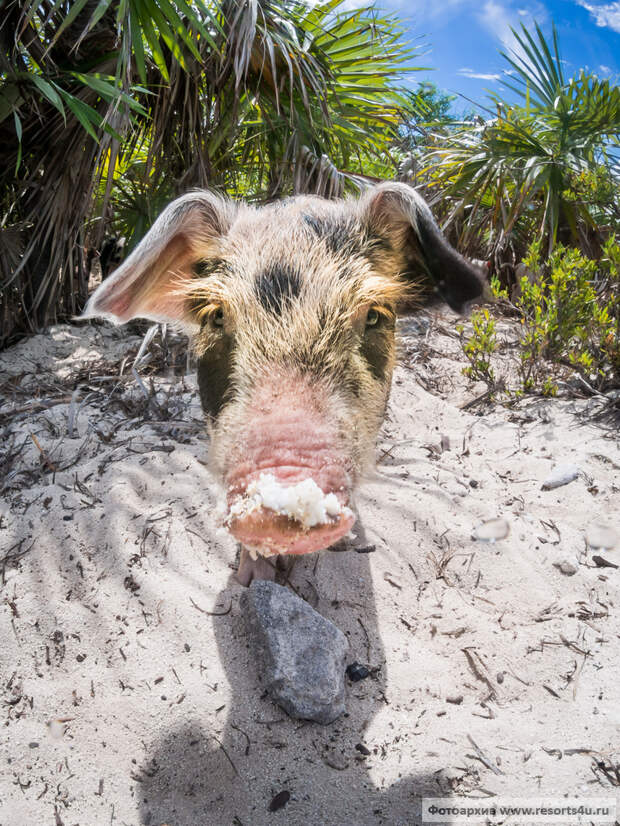 Свиньи на пляже