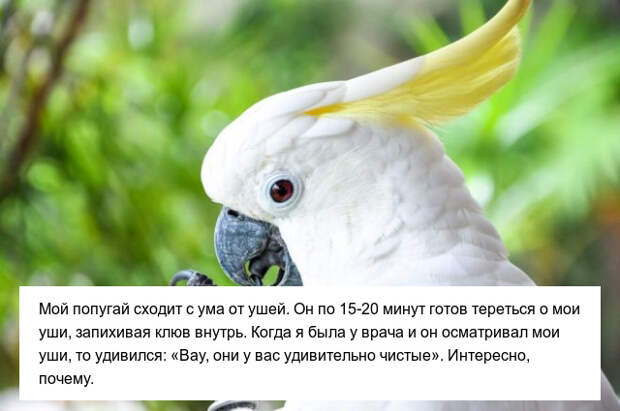 Забавные привычки наших любимых питомцев Забавные привычки наших любимых питомцев