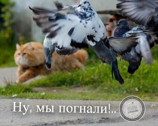 Ну, мы погнали