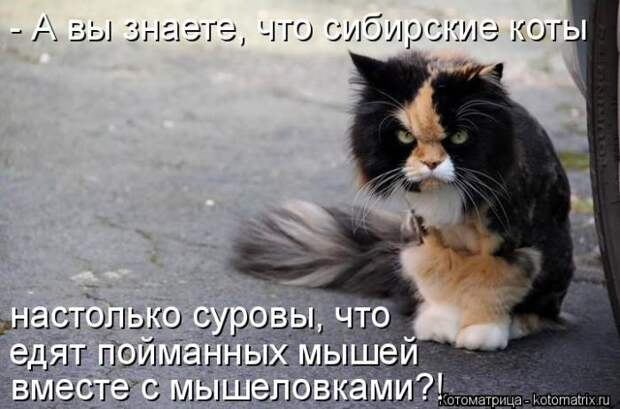 Лучшие котоматрицы недели (50 фото)