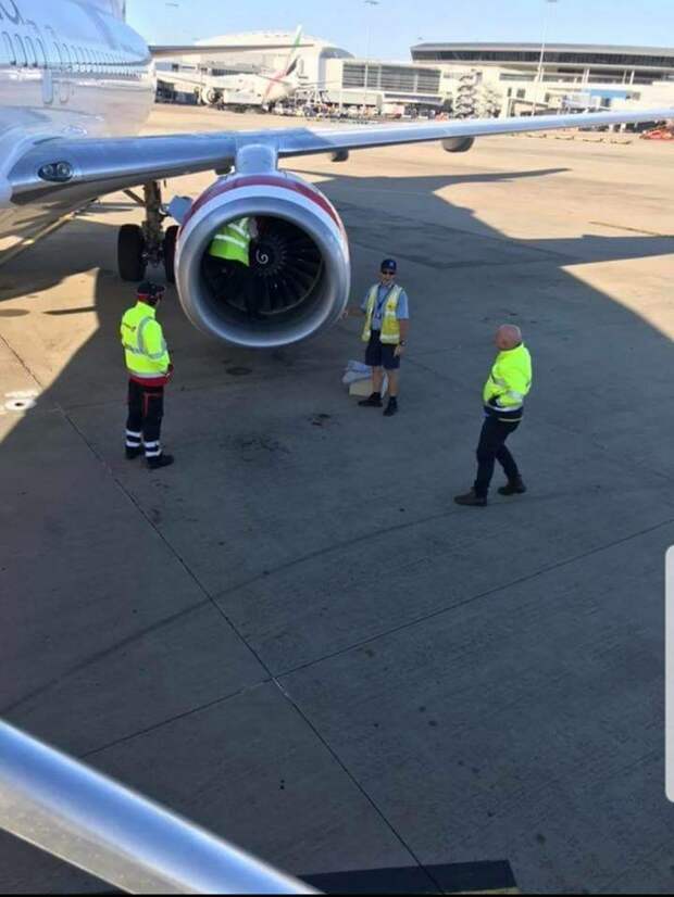 Сотрудники аэропорта случайно обнаружил сову, спящую в двигателе самолёта в мире, добро, птица, самолет, сова, спасение