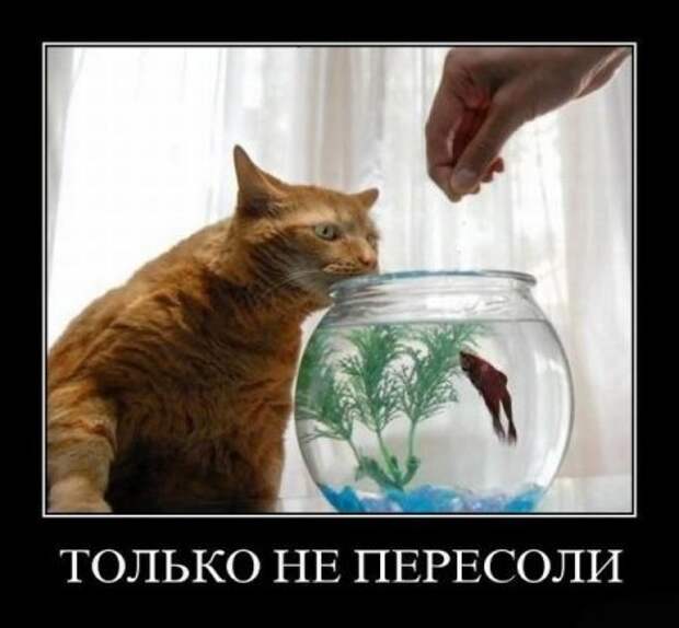 Прикольные демотиваторы для поднятия настроения (11 фото) Прикольные демотиваторы для поднятия настроения (11 фото)