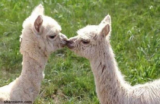 l-Alpaca-kissing