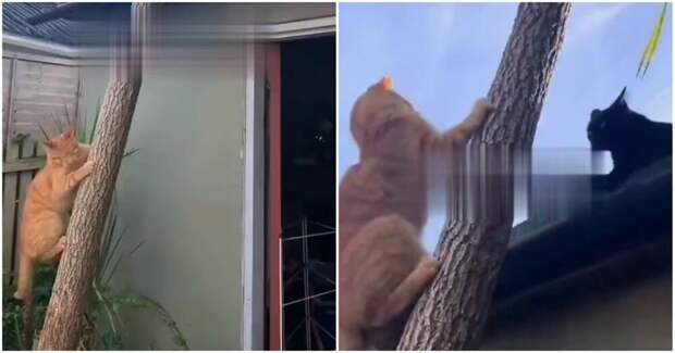 Мстительный слепой кот