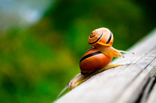Slow Tango Slow Tango
