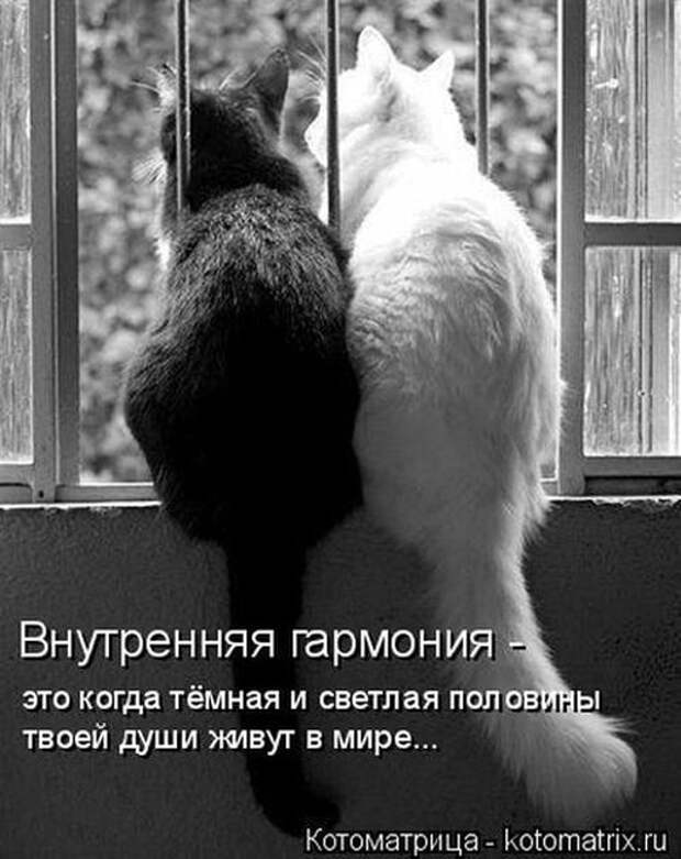 Котоматрицы(картинки с надписями)