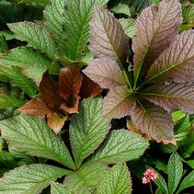 ФОТО Роджерсия конскокаштанолистная Бронз Пикок