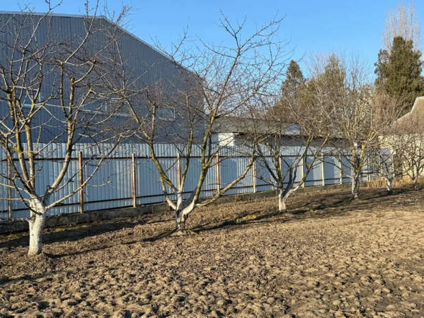 Никакого навоза: как я без труда получаю чернозем на грядках уже к апрелю