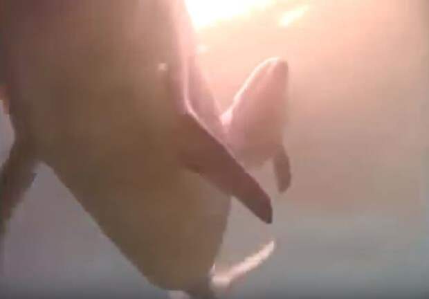 Первые солнечные лучи видео, животные, рождение дельфина