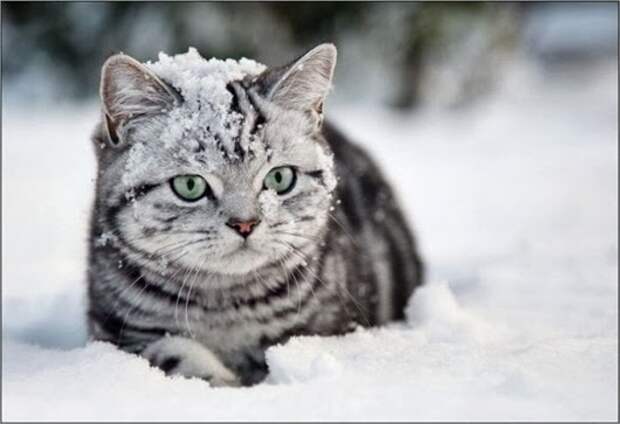 cats_19