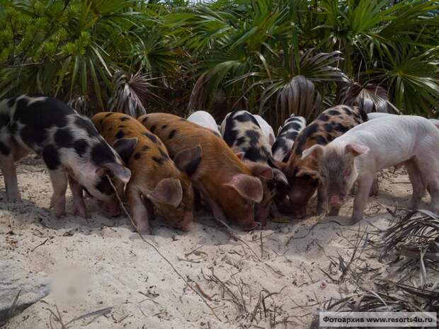 Пляж свиней