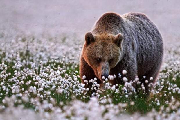 Медведь останавливается и нюхает цветы. животные, фото, это интересно