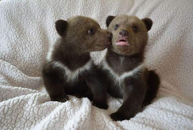 Медвежата целуются.