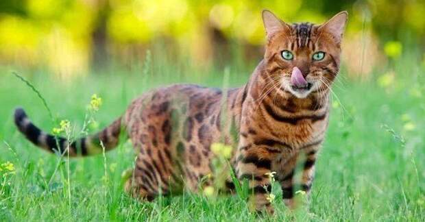 бенгальская кошка в траве