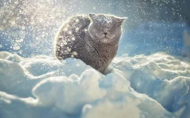 кот и снег.