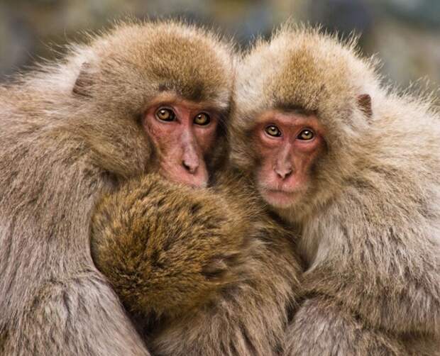 Милые объятия обезьянок. животные, фото, это интересно