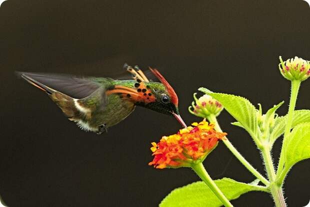 Украшенная кокетка (лат. Lophornis ornatus)