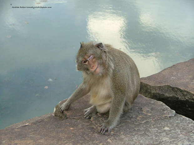 comedy-wildlife-photography-awards-2016-14-57f103b6ce4cd__880