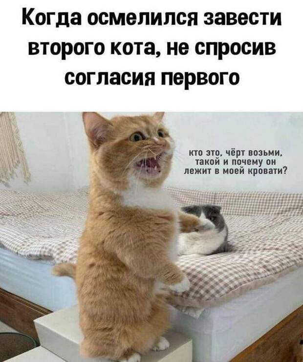 картинки прикольные смешные 4
