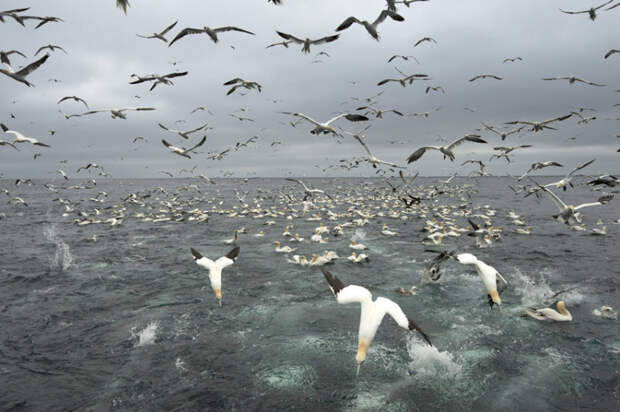 gannets03 Как олуши ловят рыбу у берегов Шетландских островов
