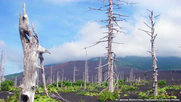 Мертвый лес после извержения вулкана