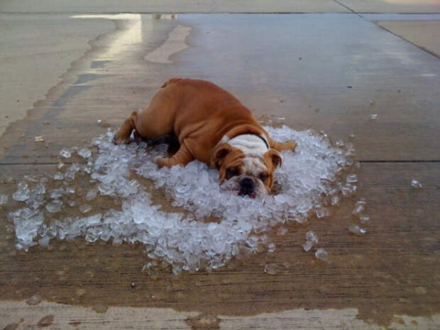 Как спасаются от летней жары животные