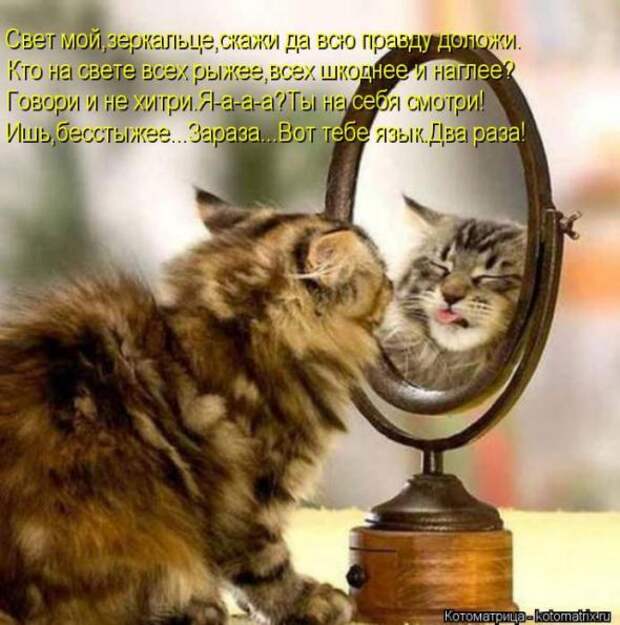 Котоматрицы(картинки с надписями)