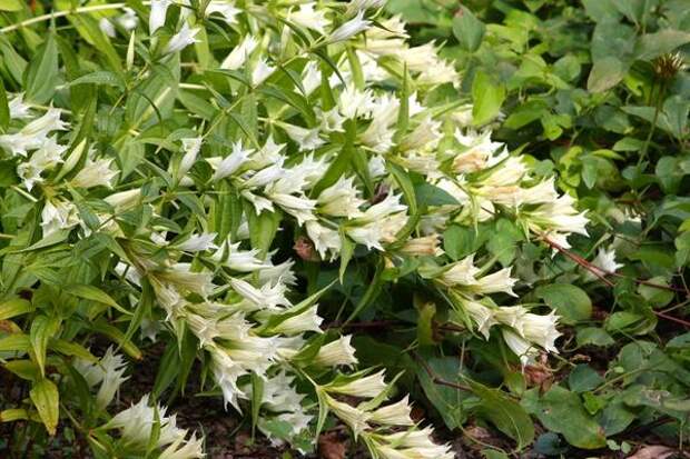 Гoрeчaвкa лacтoвнeвaя, coрт Alba. Фoтo c caйтa frustratedgardener.com