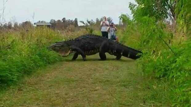 А теперь Горбатый: Огромный аллигатор прошел в метрах от туристов (видео)