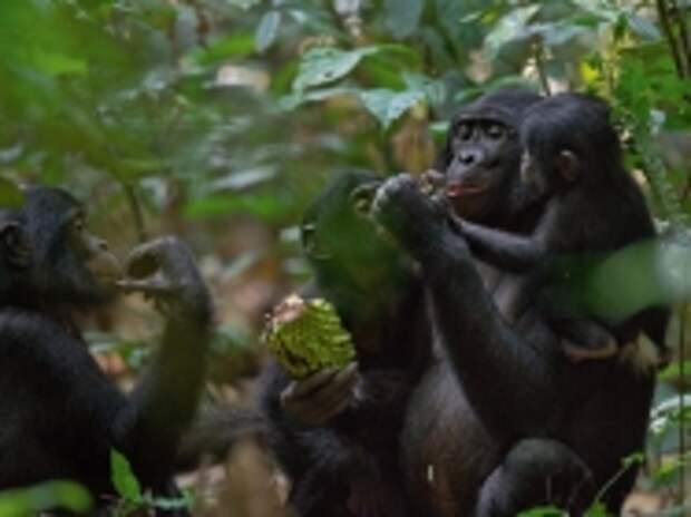 Зои делится фруктом со своим сыном Зизу и с другим малышом, а взрослый самец ожидает подачки. Угощение – часть социальной политики бонобо, которая отражает нюансы общественного положения и альянсов.