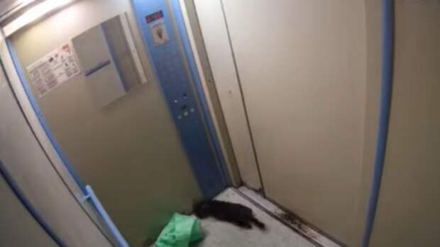 Жительница Подмосковья выкинула в лифт завернутую в пакет больную кошку