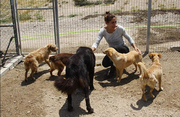Лилиана Сантос с собаками в приюте.