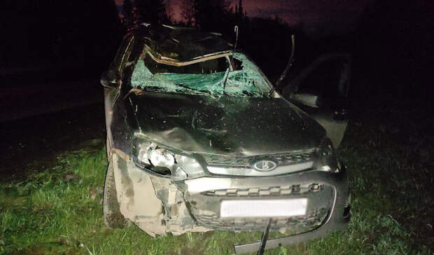 Водитель «Лады» сбил лосиху с лосенком на трассе в Удмуртии