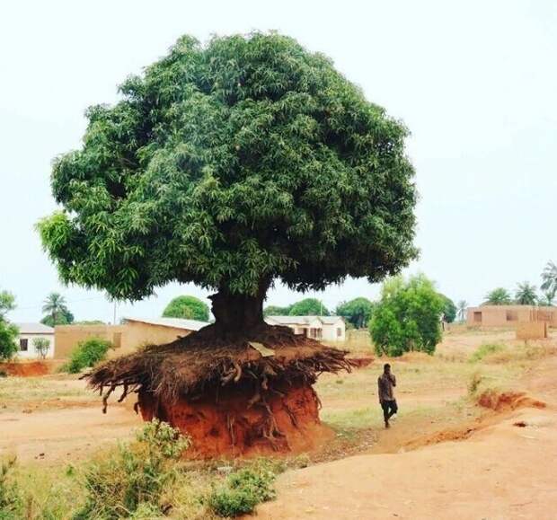 Это дерево в Танзании не боится эрозии почвы